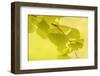 Natural Zen Spirit-Philippe Sainte-Laudy-Framed Photographic Print