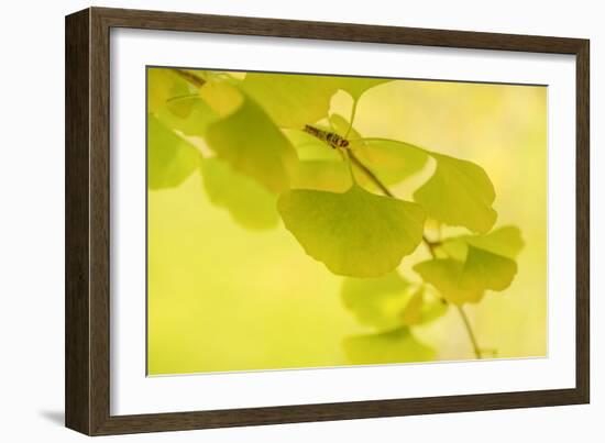 Natural Zen Spirit-Philippe Sainte-Laudy-Framed Photographic Print