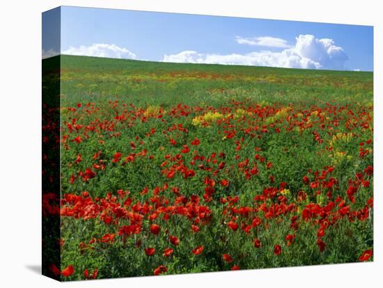 Naturalized Corn Poppies, Cache Valley, Utah, USA-Scott T. Smith-Stretched Canvas