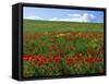 Naturalized Corn Poppies, Cache Valley, Utah, USA-Scott T. Smith-Framed Stretched Canvas