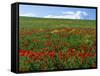 Naturalized Corn Poppies, Cache Valley, Utah, USA-Scott T. Smith-Framed Stretched Canvas