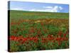 Naturalized Corn Poppies, Cache Valley, Utah, USA-Scott T. Smith-Stretched Canvas