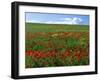 Naturalized Corn Poppies, Cache Valley, Utah, USA-Scott T. Smith-Framed Photographic Print