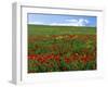 Naturalized Corn Poppies, Cache Valley, Utah, USA-Scott T. Smith-Framed Photographic Print