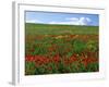 Naturalized Corn Poppies, Cache Valley, Utah, USA-Scott T. Smith-Framed Photographic Print