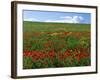 Naturalized Corn Poppies, Cache Valley, Utah, USA-Scott T. Smith-Framed Photographic Print