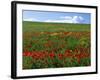 Naturalized Corn Poppies, Cache Valley, Utah, USA-Scott T. Smith-Framed Photographic Print