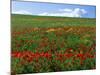 Naturalized Corn Poppies, Cache Valley, Utah, USA-Scott T. Smith-Mounted Photographic Print