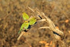 Bee-Eater, Swallow Tailed - African Wild Bird Background - Beautiful Colors-Naturally Africa-Photographic Print