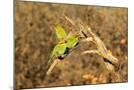 Wood Mount