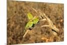 Wood Mount
