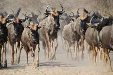 Springbok and Golden Sunset Background - Wildlife from the Free and Wild in Africa-Naturally Africa-Stretched Canvas