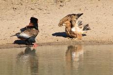 Eagle Fight - Bateleur and Tawny Disagree over Water Rights in Africa-Naturally Africa-Photographic Print