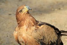 Eagle Fight - Bateleur and Tawny Disagree over Water Rights in Africa-Naturally Africa-Photographic Print