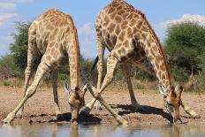 Giraffe - Splitting for Sips - Wildlife from Africa-Naturally Africa-Photographic Print