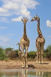 Giraffe - Splitting for Sips - Wildlife from Africa-Naturally Africa-Photographic Print