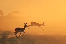 Springbok and Golden Sunset Background - Wildlife from the Free and Wild in Africa-Naturally Africa-Framed Photographic Print