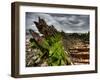 Nature 6-Brian Stevenson-Framed Photographic Print