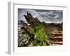 Nature 6-Brian Stevenson-Framed Photographic Print