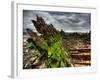 Nature 6-Brian Stevenson-Framed Photographic Print