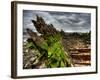 Nature 6-Brian Stevenson-Framed Photographic Print