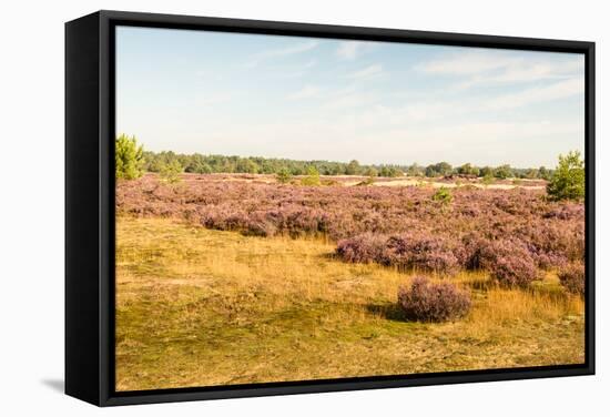 Nature Area with Purple Flowering Heather-Ruud Morijn-Framed Stretched Canvas