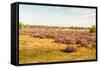 Nature Area with Purple Flowering Heather-Ruud Morijn-Framed Stretched Canvas
