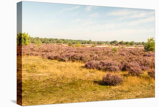 Nature Area with Purple Flowering Heather-Ruud Morijn-Stretched Canvas