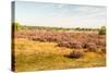 Nature Area with Purple Flowering Heather-Ruud Morijn-Stretched Canvas