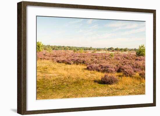 Nature Area with Purple Flowering Heather-Ruud Morijn-Framed Photographic Print