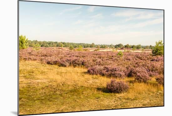 Nature Area with Purple Flowering Heather-Ruud Morijn-Mounted Photographic Print