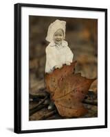 Nature Baby-J Hovenstine Studios-Framed Giclee Print