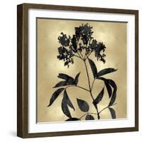 Nature Black on Gold V-Danielle Carson-Framed Art Print