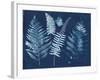 Nature By The Lake - Ferns I-Piper Rhue-Framed Art Print