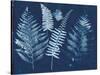 Nature By The Lake - Ferns I-Piper Rhue-Stretched Canvas