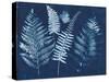 Nature By The Lake - Ferns I-Piper Rhue-Stretched Canvas