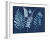 Nature By The Lake - Ferns I-Piper Rhue-Framed Art Print