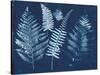 Nature By The Lake - Ferns I-Piper Rhue-Stretched Canvas