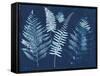 Nature By The Lake - Ferns I-Piper Rhue-Framed Stretched Canvas