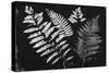 Nature by the Lake Ferns II Black-Piper Rhue-Stretched Canvas