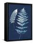 Nature By The Lake - Ferns V-Piper Rhue-Framed Stretched Canvas