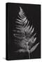 Nature by the Lake Ferns VI Black-Piper Rhue-Stretched Canvas