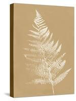 Nature by the Lake Ferns VI Brown-Piper Rhue-Stretched Canvas