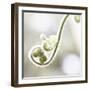 Nature Close Up-Myan Soffia-Framed Photographic Print