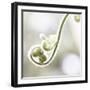 Nature Close Up-Myan Soffia-Framed Photographic Print