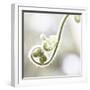 Nature Close Up-Myan Soffia-Framed Photographic Print