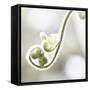 Nature Close Up-Myan Soffia-Framed Stretched Canvas