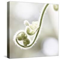 Nature Close Up-Myan Soffia-Stretched Canvas