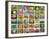 Nature Collage-miff32-Framed Art Print