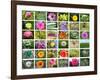 Nature Collage-miff32-Framed Art Print